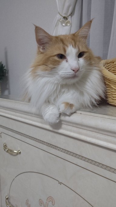 #ノルウェージャンフォレストキャット
#猫のいるくらし 
#ネコチャンカワイイ 