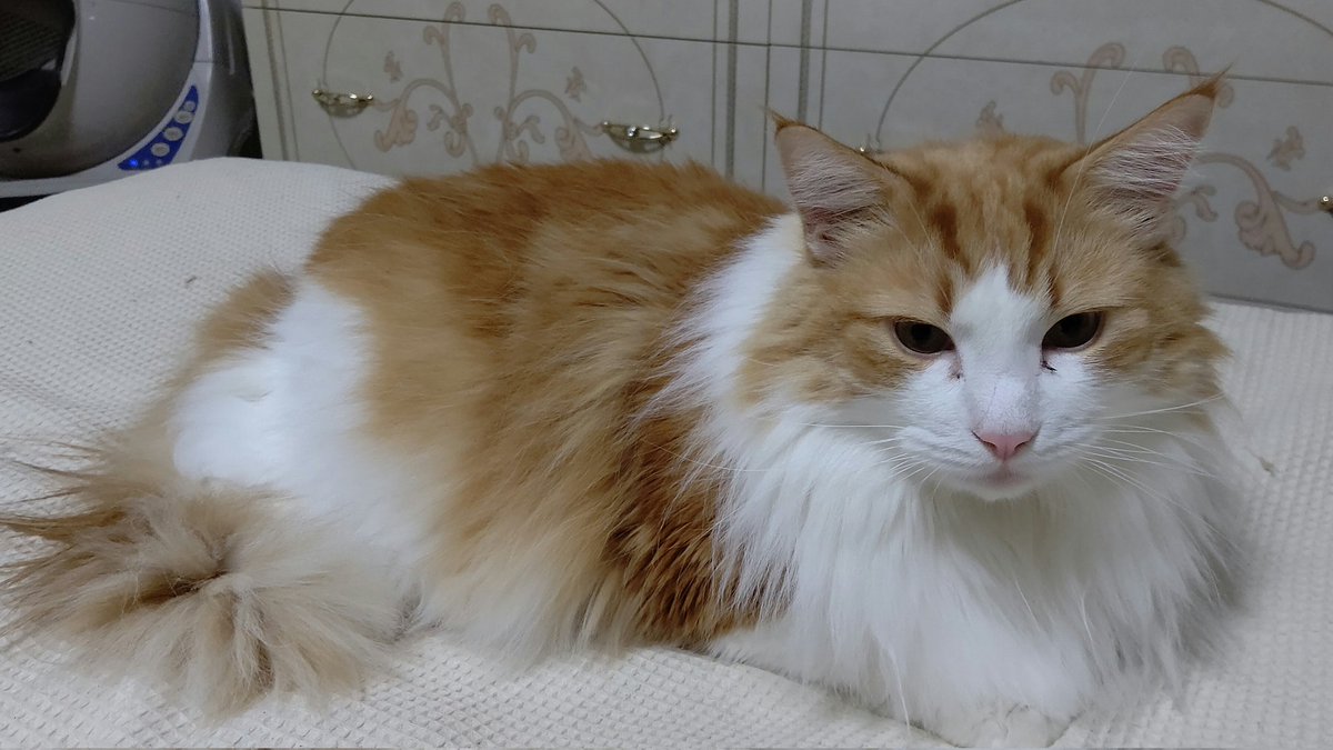 #ノルウェージャンフォレストキャット
#猫のいるくらし 
#ネコチャンカワイイ 