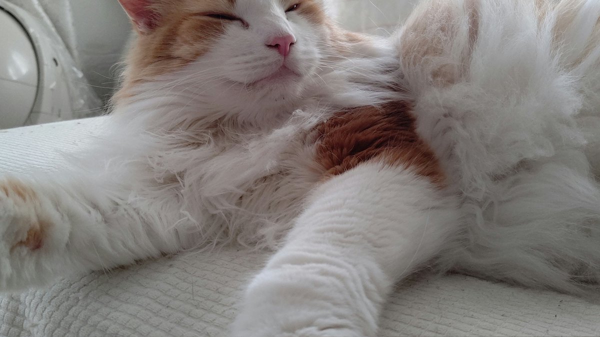 #ノルウェージャンフォレストキャット
#猫のいるくらし 
#ネコチャンカワイイ 