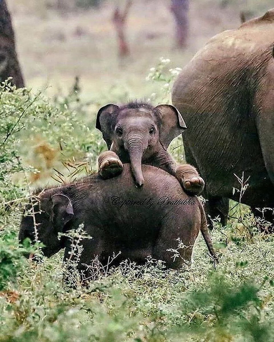 dmASIA_travel's tweet photo. Isn’t he adorable?
Lucky is the one who’s planning a trip to Sri Lanka…. because the elephant population in Sri Lanka exceeds 3000 individuals, that too in the wild!
https://t.co/PxI5E9eByi
Photo: @thissrilankangirl
#everythingextraordinary #dmasia
#SRILANKA https://t.co/CCCHcfxhKg
