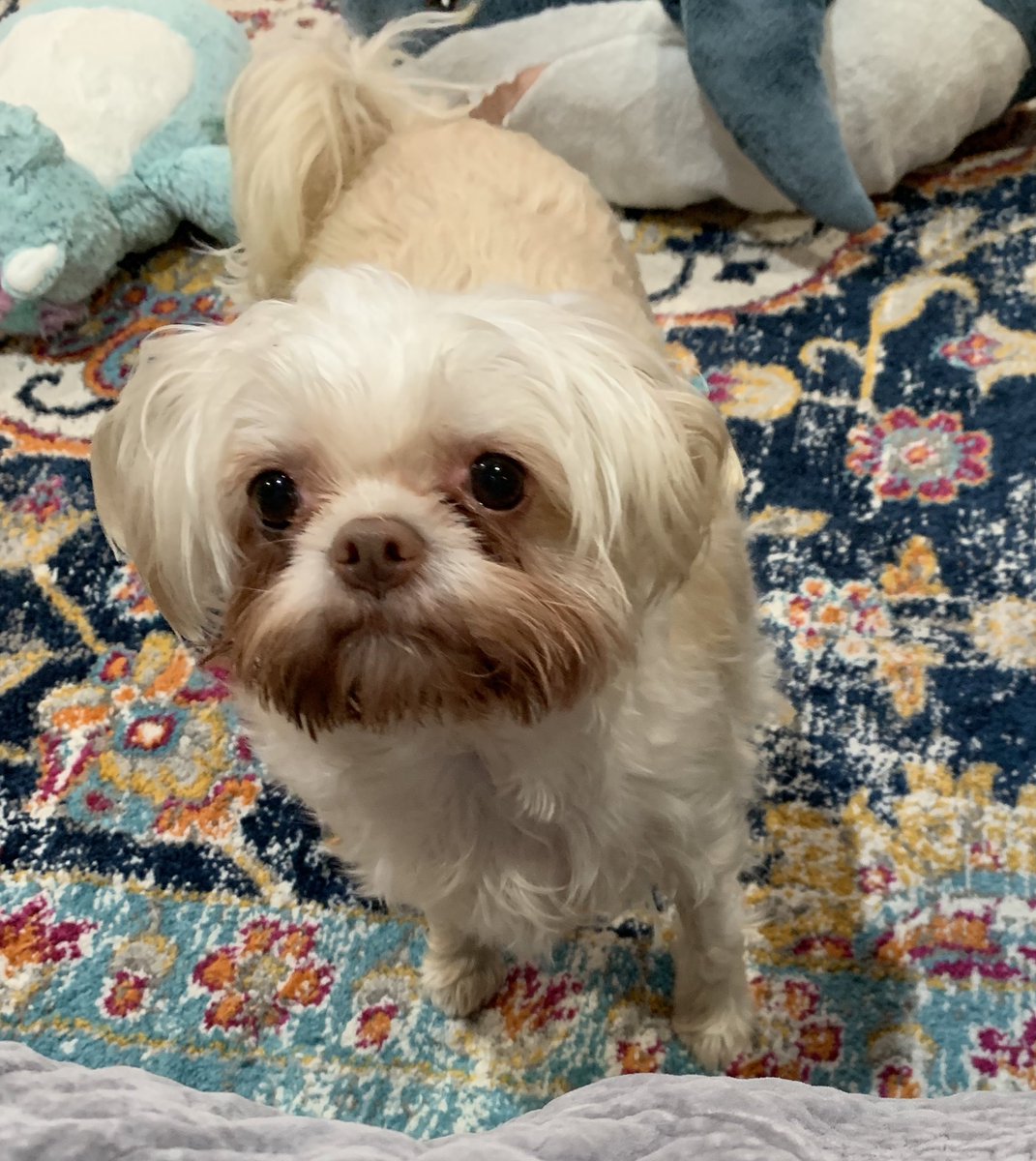 This charity does such good work with the most vulnerable humans and doggies. And they are really having a hard time. If you have some extra moneys, they could really use it. <a href="/dotslondon/">Dogs On The Streets</a>