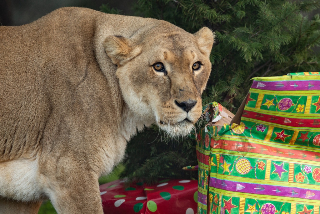 LnsTgersandBrs's tweet photo. ๐๐ฆOnly a few days left of our 12 Days of Give-mas! Arusha is bringing you Day 10 with a Tigers & Bears beanie. To enter head to our Giveaway Page and follow the prompts ๐https://t.co/dyMwcFADyZ
#giveaway #12daysofgiveaway #nonprofitfundraising #nonprofitorganization https://t.co/LJBGe8hPp6