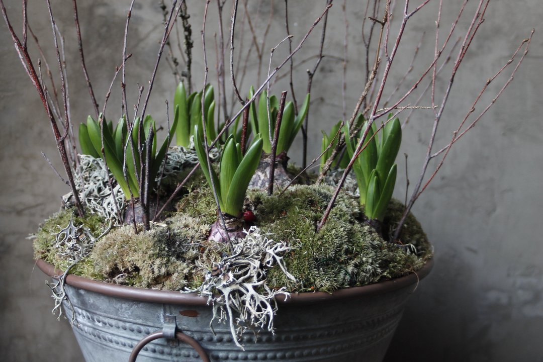 FlowerVinetta's tweet photo. Gorgeous hyacinth in rustic planters are available online and in our Maidstone shop
These unique spectacles are sure to brighten up your space and add character wherever you choose to place them
#flowers #roses #freshflowers #wowflowers #surpriseflowers #proposalflowers #everyd https://t.co/rp1mJC1DBA