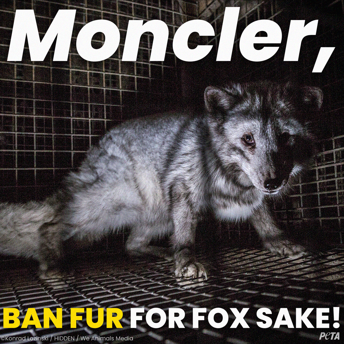 peta's tweet photo. When shopping for gifts this holiday season, don’t buy fur 🚫

Urge @Moncler to stop selling it now 👉 https://t.co/djvWAnILnz https://t.co/C8HxDihkse