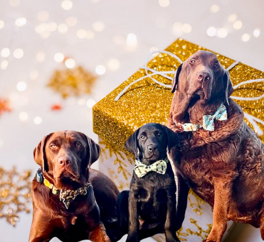 Lillythedog_com's tweet photo. Everyone at Lilly The Dog wants to wish you a Happy Holidays and prosperous New Year.🎄Thank you for making this year so great 🥰
https://t.co/WX8jKph3Ja
#merrychristmas #dogstagram #dogs #dogsofinstagram #dogharness #dogcollar #dog #puppies #dogleash #collar
#dogsoftwitter https://t.co/LsXUyIAvmU