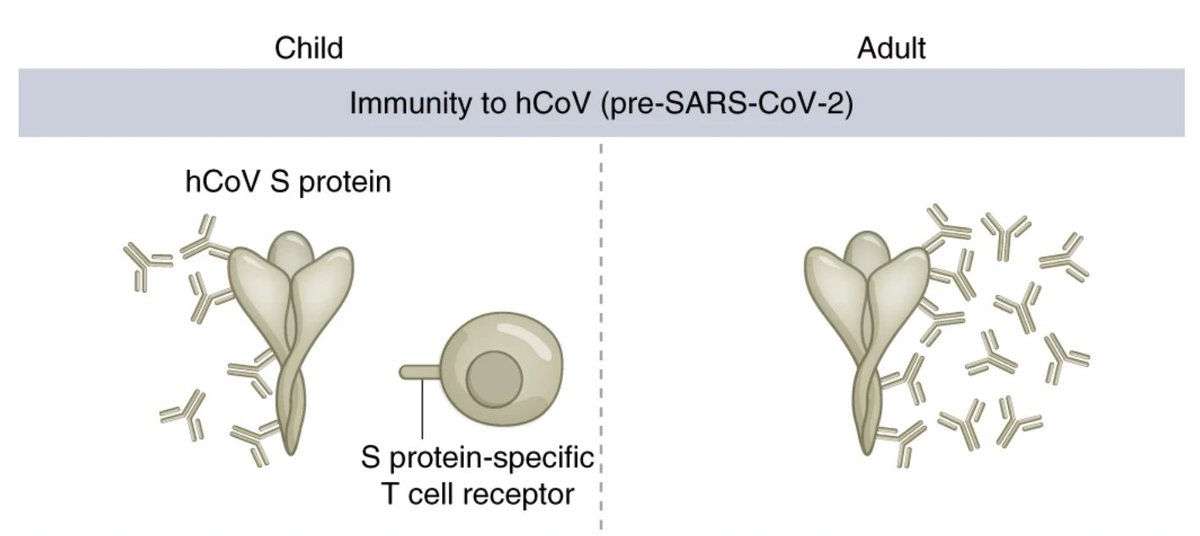 SARS-CoV-2 infection is milder in children. Dowell et al. show that immune responses are higher in children, retained for 12 months or longer and can neutralize Alpha, Beta and Delta variants. rdcu.be/cDH9v &amp; see the Research Briefing rdcu.be/cDIcR