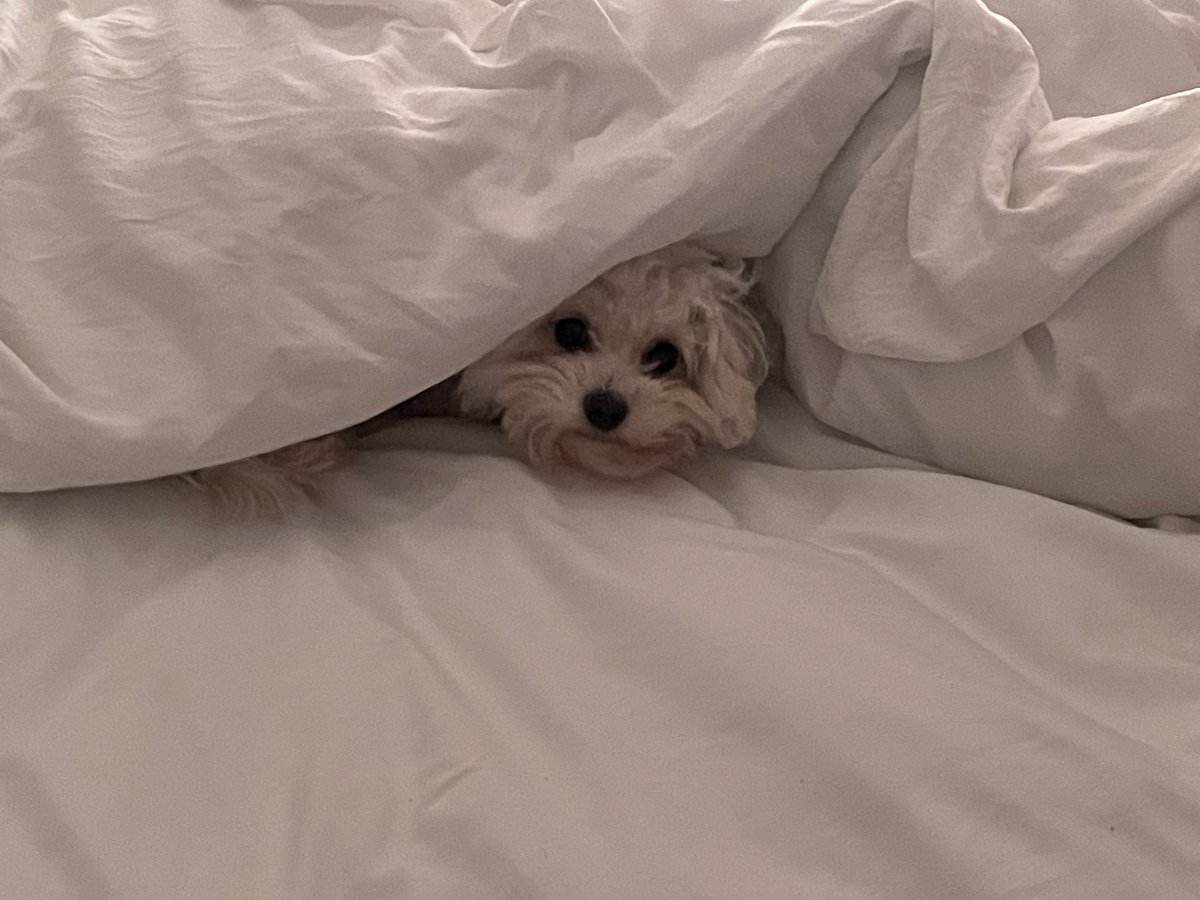 Jolene Angel and Dobby! tweet media