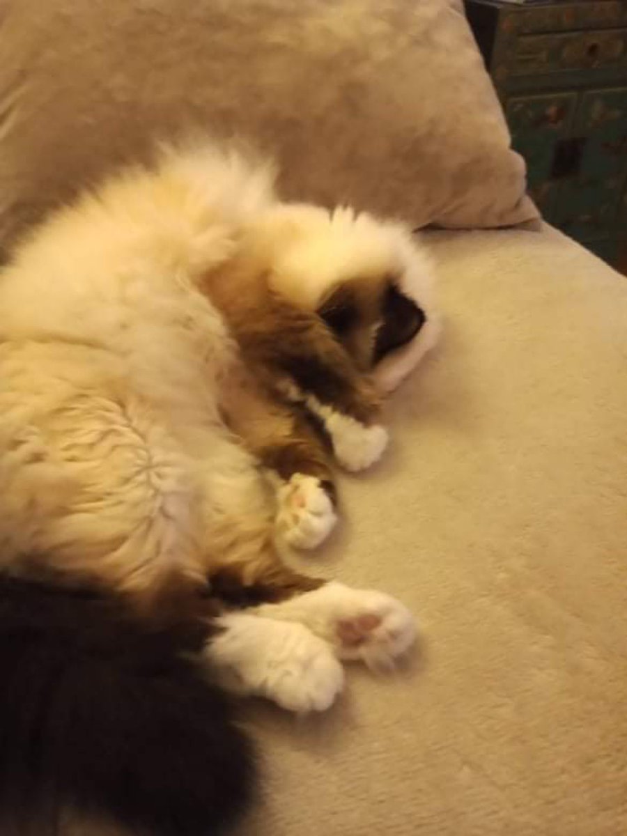 Jolene Angel and Dobby! tweet media