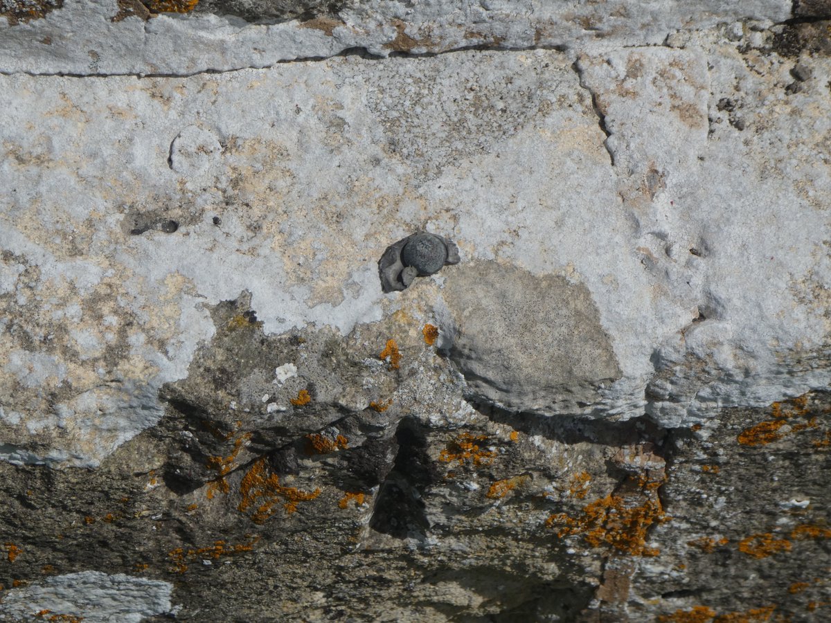 moonraker_the's tweet image. 425th @OrdnanceSurvey #OSBenchmark a rivet benchmark on St Matthew's Church, Rushall (Grid Ref: SU12855584) #WiltshireWalks @BBenchmarks @BenchmarkBaggi1