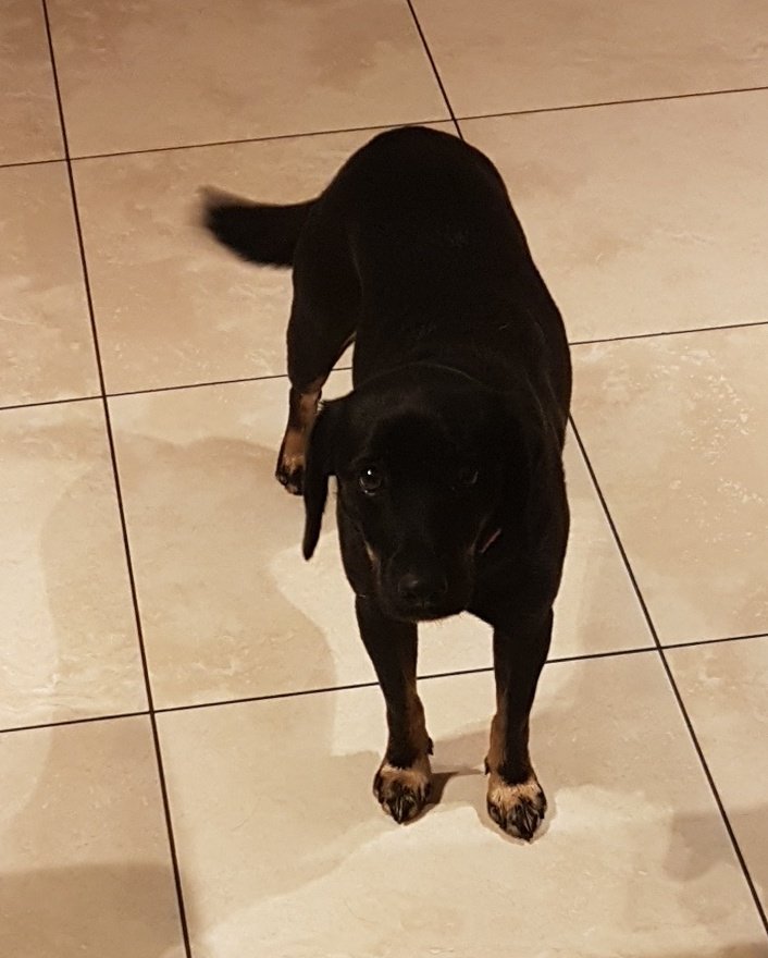 Rossa774's tweet photo. @The_Half_Soul @Dogami Now that is one of the most Christmiest photos I have seen..
Elvis just loves that camera..!!
Talk about cute... !!!
We will have to spring it back into action .. #DogsOfTezos ..!!!
@BakerIsland1 how is Luna by the way ... ๐ถ ..?
Cleo is still as sprite-ly as ever.. ๐ฏ https://t.co/yzxm1fLmwB
