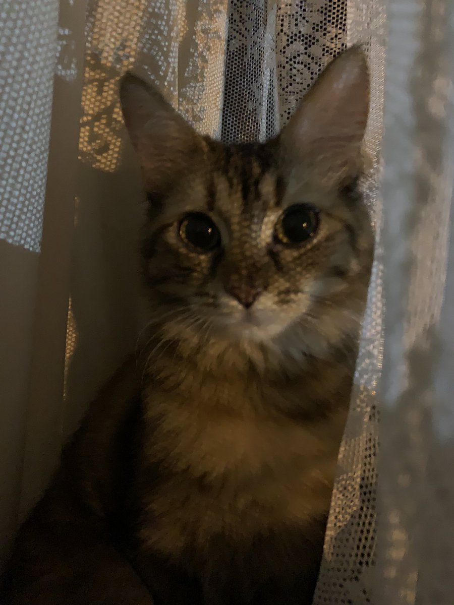 aszi_4's tweet photo. احلى عيون في الدنيا🤍🐱 https://t.co/U0vOiY6nJY