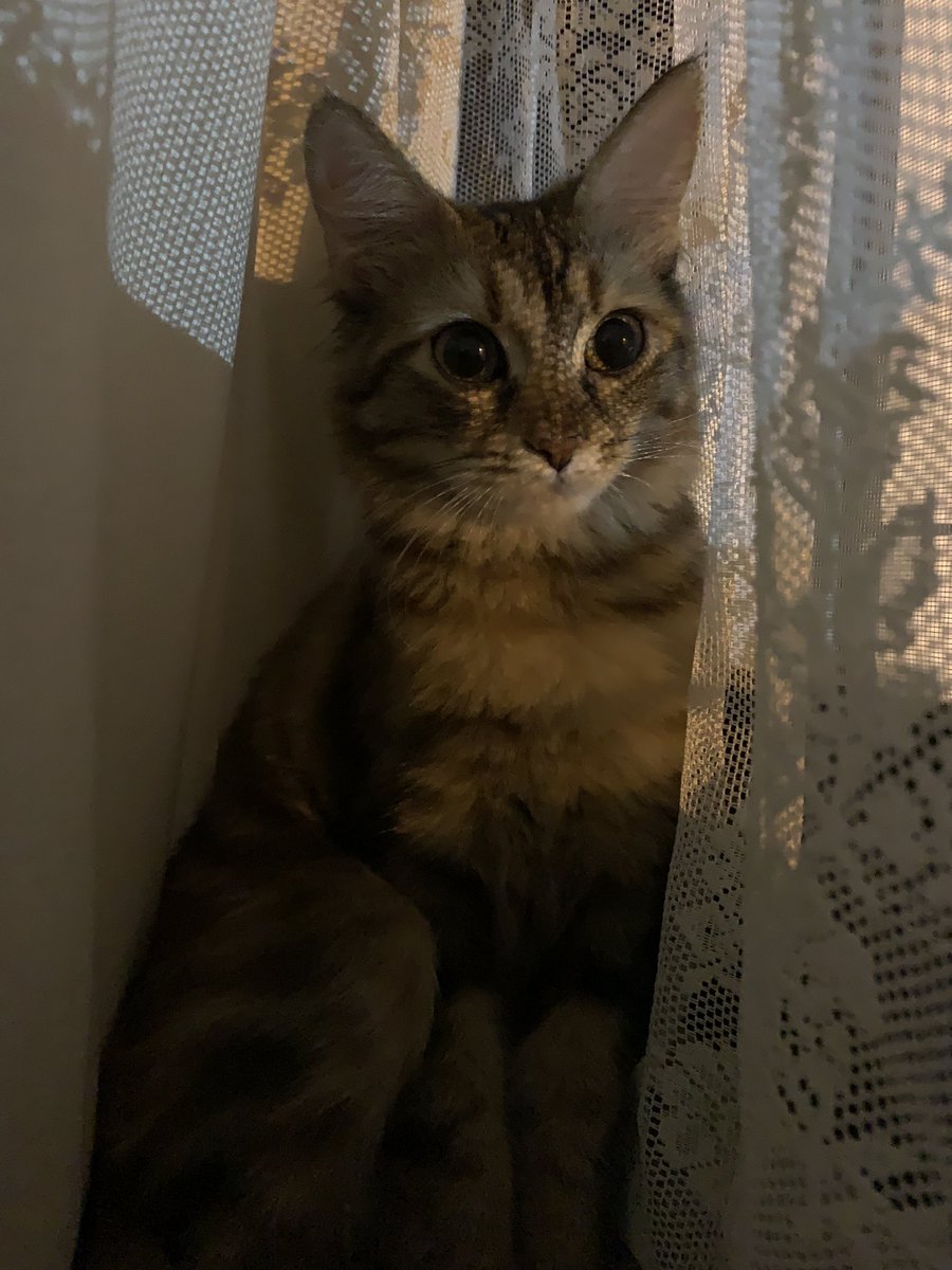 aszi_4's tweet photo. احلى عيون في الدنيا🤍🐱 https://t.co/U0vOiY6nJY