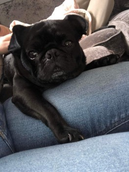 millypod1's tweet photo. 🆘17 DEC 2021. RUBEN #Lost #ScanMe #STOLEN??
Black /Grey Chin Pug Male
Lambs Farm Road #Roffey #Horsham #WestSussex #RH12 Ruben cannot walk far on his own😢
LOCAL HELP NEEDED.
SIGHTINGS PLZ ☎️07581073174/ 07539734253
https://t.co/n0hy7fBm6f https://t.co/ODScOyHzaq