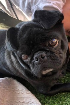 millypod1's tweet photo. 🆘17 DEC 2021. RUBEN #Lost #ScanMe #STOLEN??
Black /Grey Chin Pug Male
Lambs Farm Road #Roffey #Horsham #WestSussex #RH12 Ruben cannot walk far on his own😢
LOCAL HELP NEEDED.
SIGHTINGS PLZ ☎️07581073174/ 07539734253
https://t.co/n0hy7fBm6f https://t.co/ODScOyHzaq