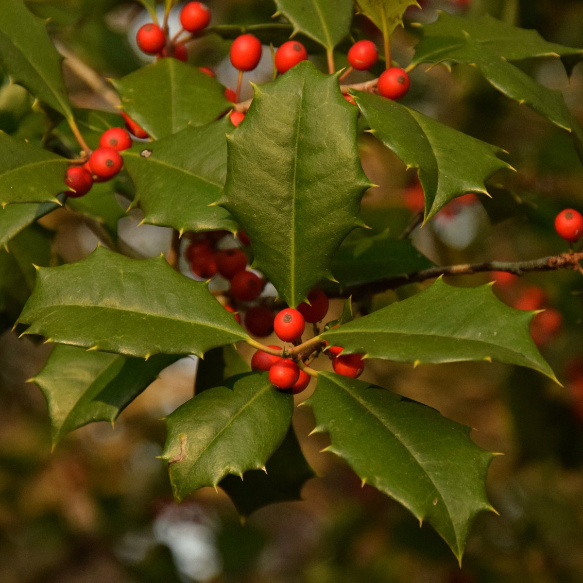 GNPSociety's tweet photo. American holly (Ilex opaca) is sometimes known as Christmas holly so it seems a fitting #nativetree to feature on Christmas Day. Female trees bear red fruit when pollinated. It is an important tree to #supportbees #supportbirds and a beautiful part of Georgia. #nativeplants https://t.co/zQRBcaKqLE