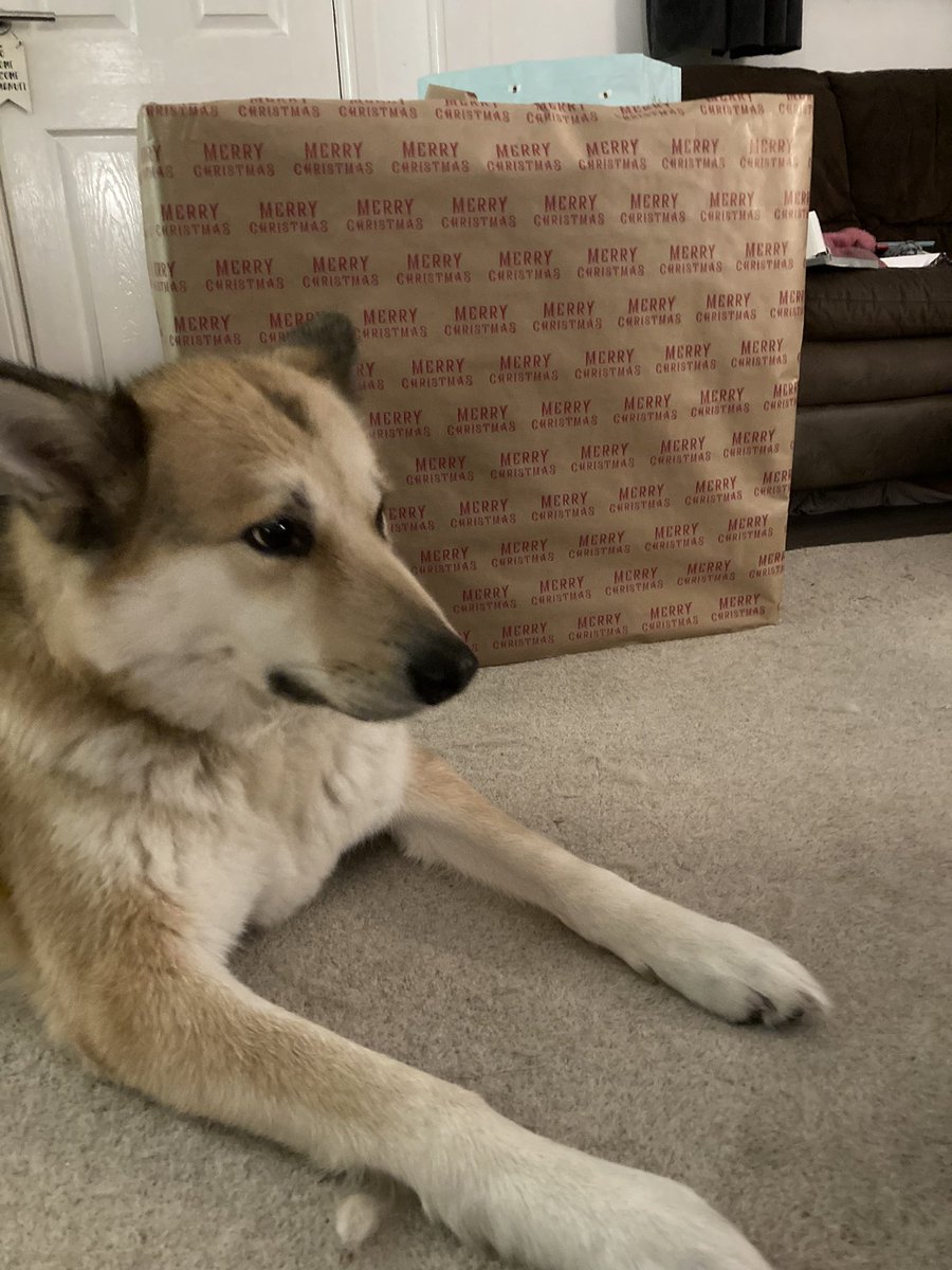 Wellbeingwarri2's tweet photo. Last nights elf’s helping with the wrapping and security of the staff gifts #thinkforensicAFS #itsbeginningtolookalotlikechristmas https://t.co/BzMCUXeGQ0