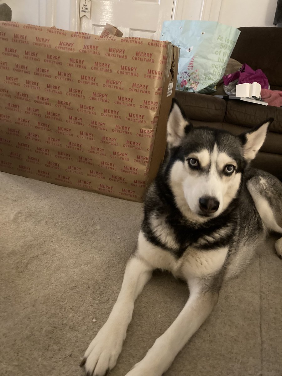 Wellbeingwarri2's tweet photo. Last nights elf’s helping with the wrapping and security of the staff gifts #thinkforensicAFS #itsbeginningtolookalotlikechristmas https://t.co/BzMCUXeGQ0
