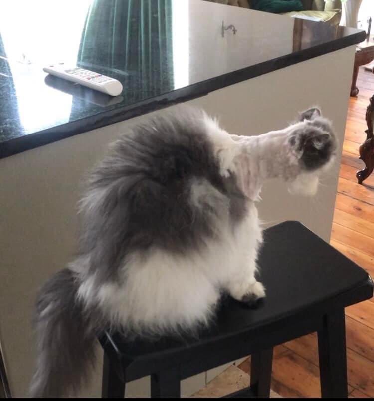 darthlux's tweet image. i am in tears lmaooo 😭