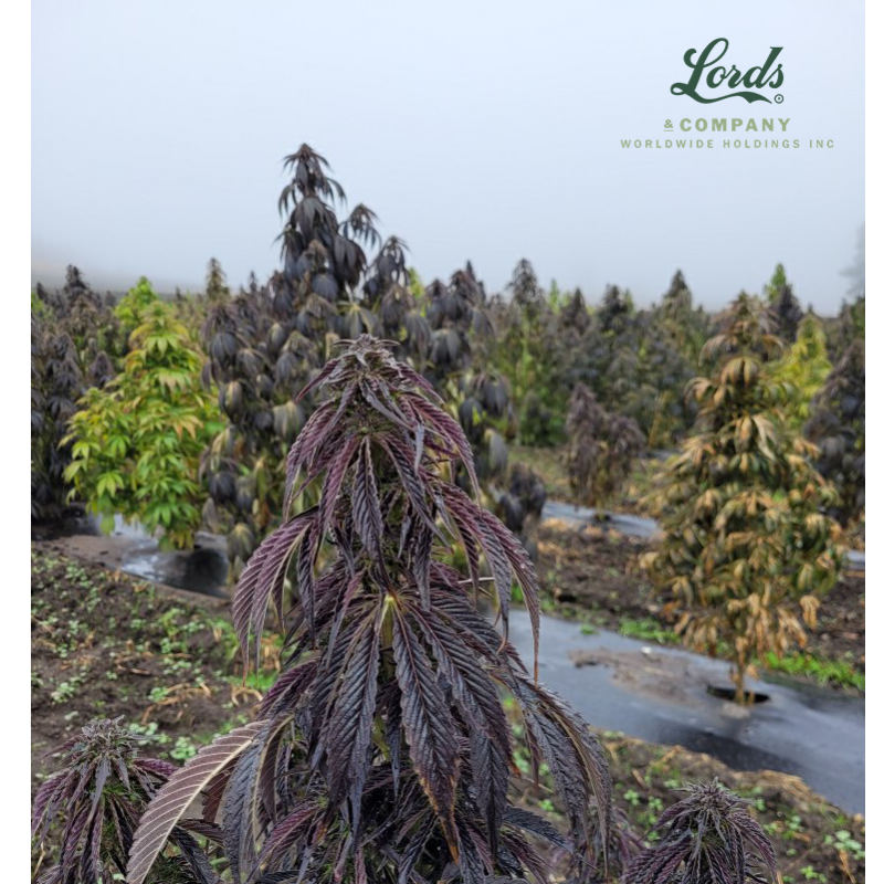 Lords_Company's tweet photo. #Christmas trees are looking a bit different at the Lords &amp; Company facilities 🎄 🎅 $LRDS