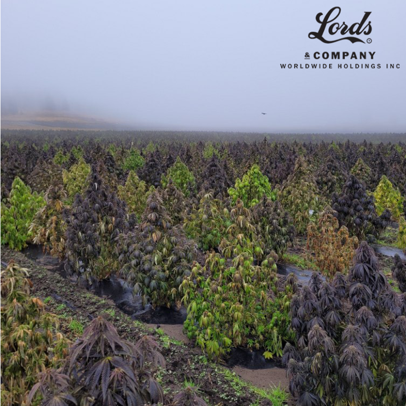 Lords_Company's tweet photo. #Christmas trees are looking a bit different at the Lords &amp; Company facilities 🎄 🎅 $LRDS