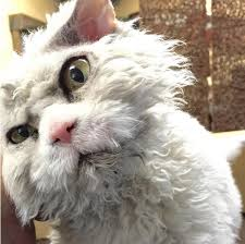 ellelljaytoo's tweet photo. I'm #MakingAListOf dignitaries, and considering one dog...

#catsoftwitter https://t.co/s0OrLzFFTW