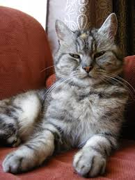 ellelljaytoo's tweet photo. I'm #MakingAListOf dignitaries, and considering one dog...

#catsoftwitter https://t.co/s0OrLzFFTW
