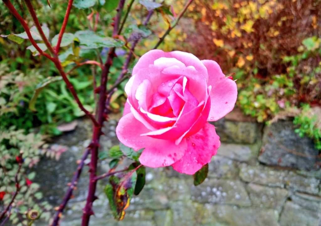 TyCamlad's tweet photo. Such colour left in the #garden on #Day22 of #Advent which brings such good cheer as the weather spins from freeze to rain and everything in between!
Stay warm and well &amp; enjoy beautiful #jasmine #cotoneaster and the last of the #roses in these few days before #Christmas https://t.co/ehYS59lIAr
