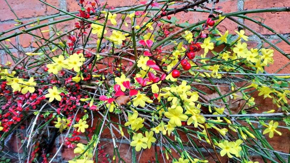 TyCamlad's tweet photo. Such colour left in the #garden on #Day22 of #Advent which brings such good cheer as the weather spins from freeze to rain and everything in between!
Stay warm and well &amp; enjoy beautiful #jasmine #cotoneaster and the last of the #roses in these few days before #Christmas https://t.co/ehYS59lIAr