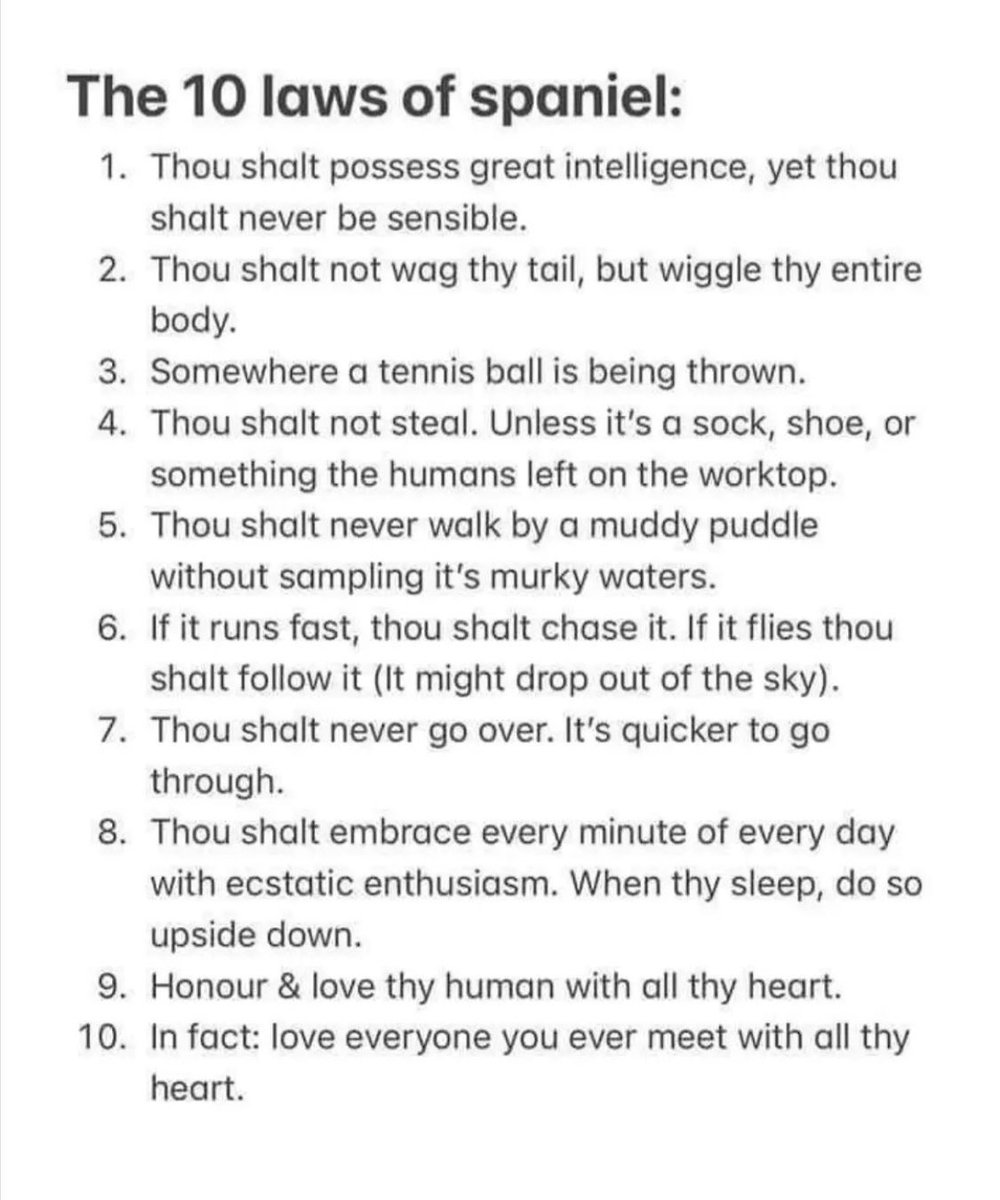 Reu the Cocker (@humfthecocker) on Twitter photo 