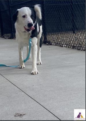 adopt_a_dog_bot's tweet photo. Lucas is a dynamic gentleman, who can be found near Eighty Four, PA! Lucas is a Border Collie / Mixed Breed mix, who loves daytime television. #BorderCollie #MixedBreed #mixedbreed #mutt #dogsoftwitter #rescue #adopt #dog #EightyFour #Pennsylvania #PA https://t.co/1rvvtlkoXY https://t.co/T86hKGqcRa