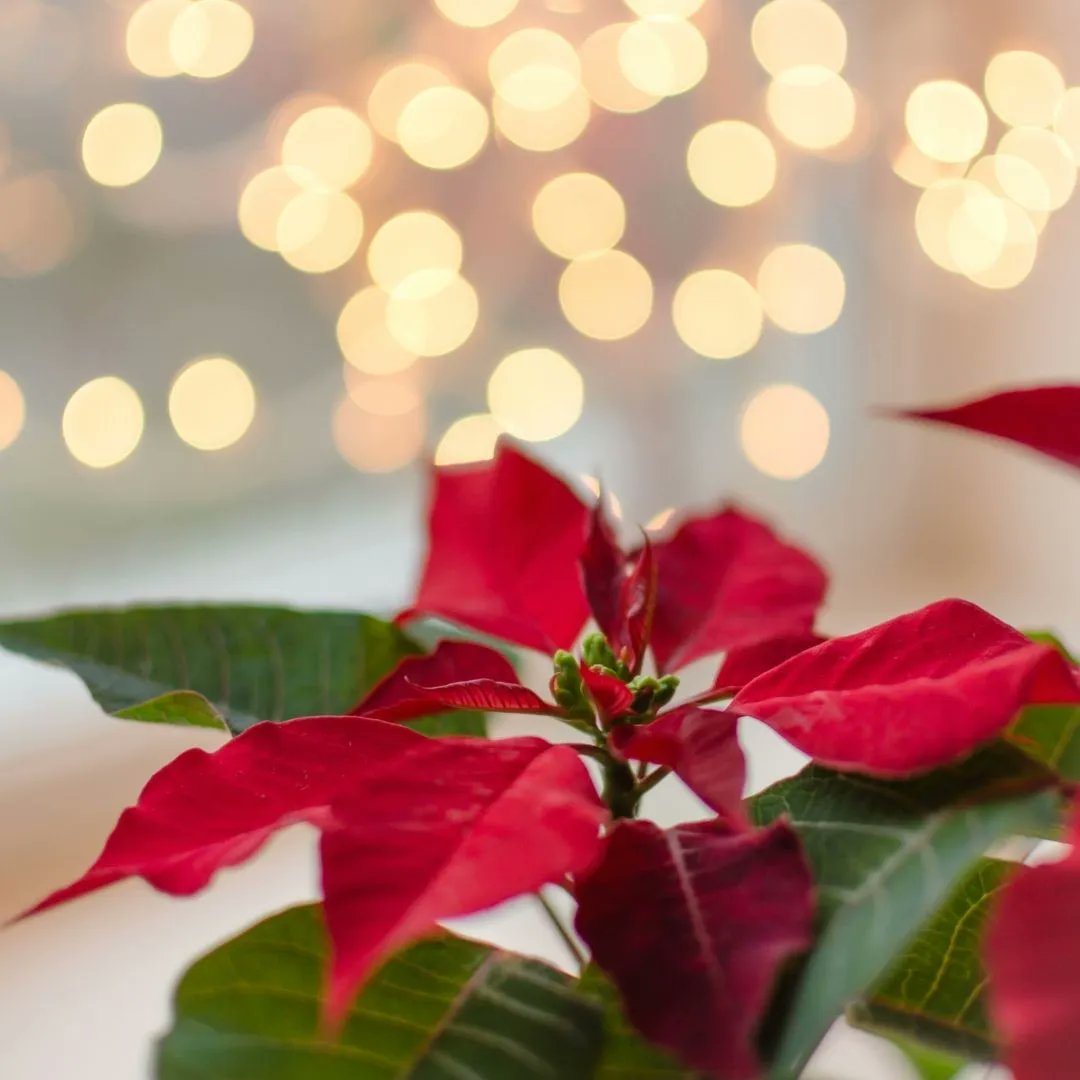 haxnicks's tweet photo. Do you love a Poinsettia at Christmas? Well did you know its names after Joel Roberts Poinsett who first brought the plant to the United States from Mexico and started the tradition that continues to this day. #poinsetta #poinsettiaseason https://t.co/LS0RSCmmzo