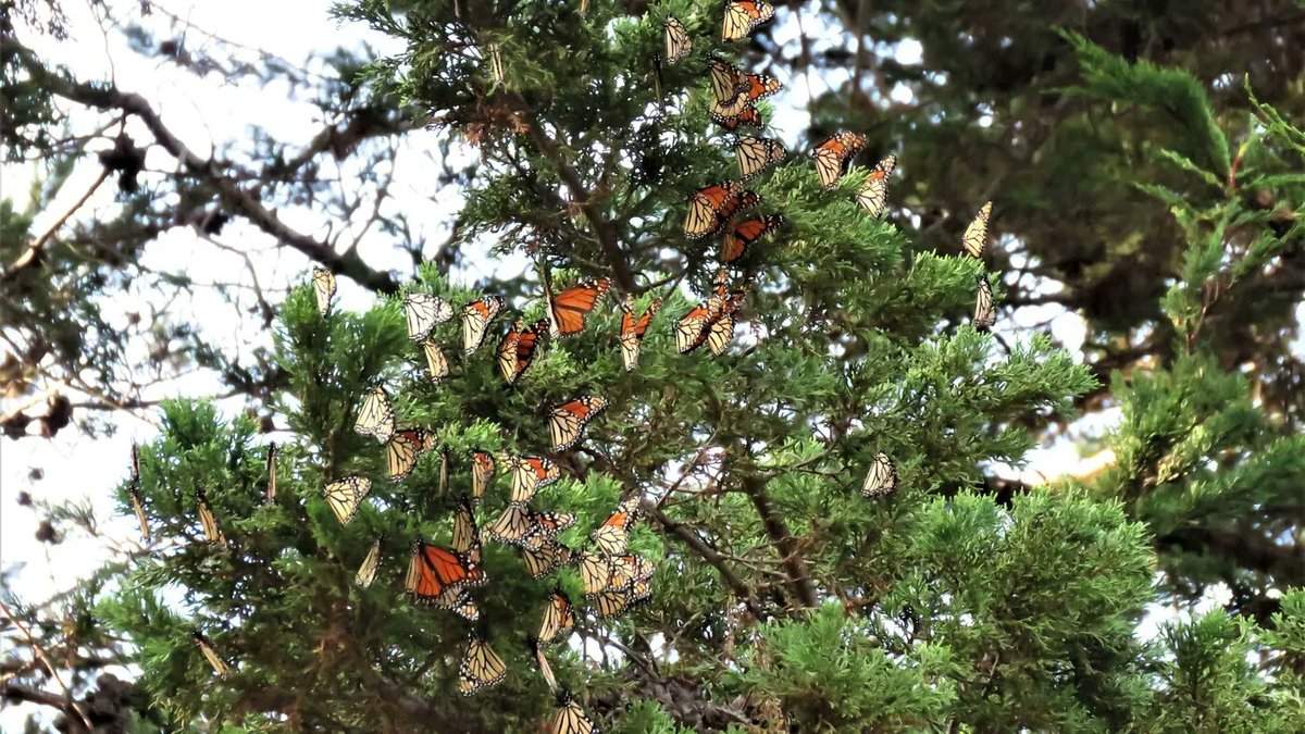 ecoactioncenter's tweet photo. Did you see the good news about migrating Monarch numbers in California this fall? Not only do native plants reduce the need for chemical treatments (which pollute our waterways), they support pollinators too! Keep being #YardSmart #WatershedWednesday https://t.co/RcvgMImdnD https://t.co/85WCvrgAs0