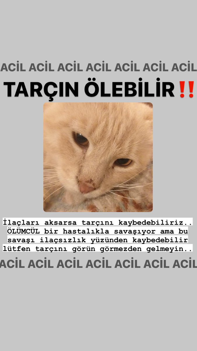 FİP HASTASI TARÇIN (@tarcinfip) on Twitter photo 