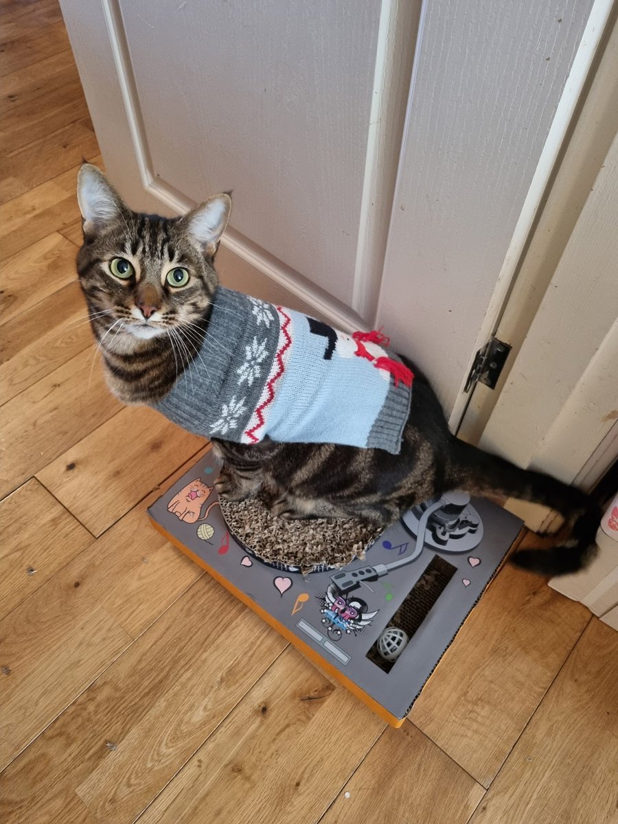 jmann_83's tweet photo. @McDonaldsUK Zeus says there's nothing to eat in this house #fancyamcdonalds https://t.co/I3hW0hEpkk
