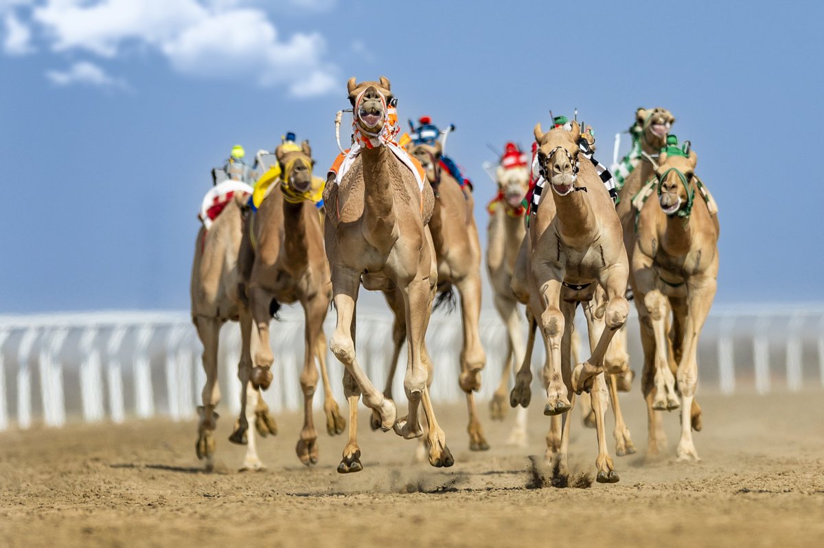 من سباقات الهجن ..

#تصويري