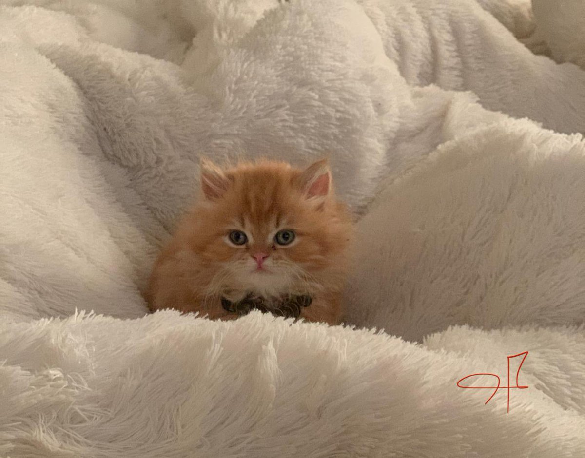 husam_alkhateb's tweet photo. #Good_evening 
#my_cat 
wanna some warm ᓚᘏᗢ https://t.co/eTcQxVTVP0
