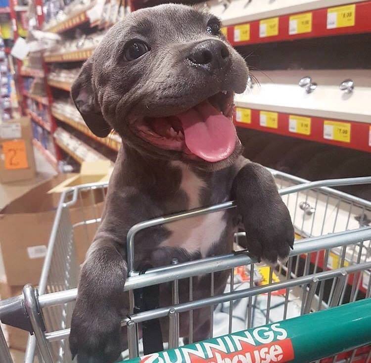 BichinhosFB's tweet photo. VAMO COMPRAR TUDO??????????? https://t.co/MEJen52Jbu