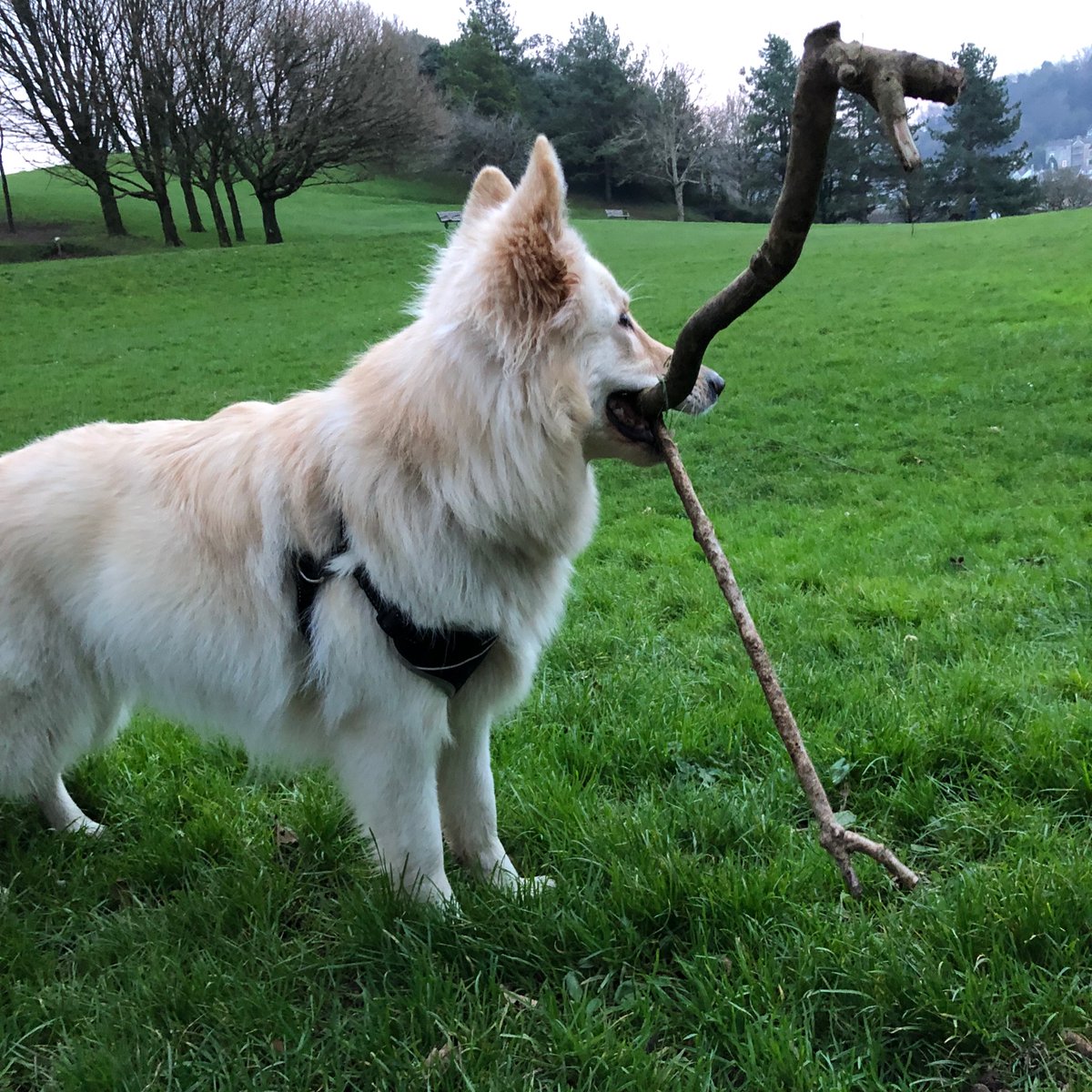 FreyaSm49070601's tweet photo. #sticktime #gsd #dogsoftwitter https://t.co/nyy9dLP8Qt