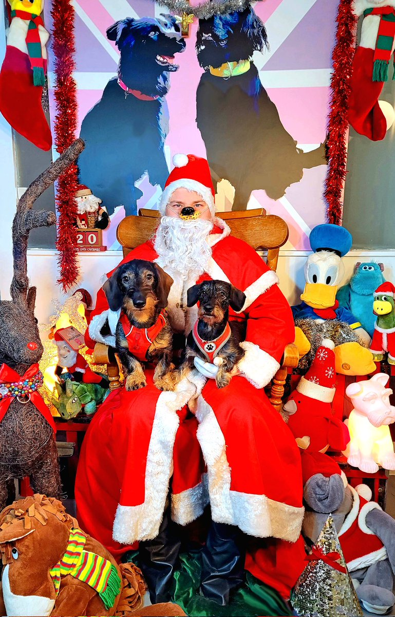 hollyandlil's tweet photo. Meet Snoopy and his older 'sister' Edie. Edie has #beenthereseenitdonethat but it's a #wholenewWorld to the SnoopStar! But he took #SantaPaws in his stride, they are our Day 17... so this is #Christmas Dogs at Holly&Lil of course. #Christmas2021 #christmasgift #dog https://t.co/zfCWc1401k
