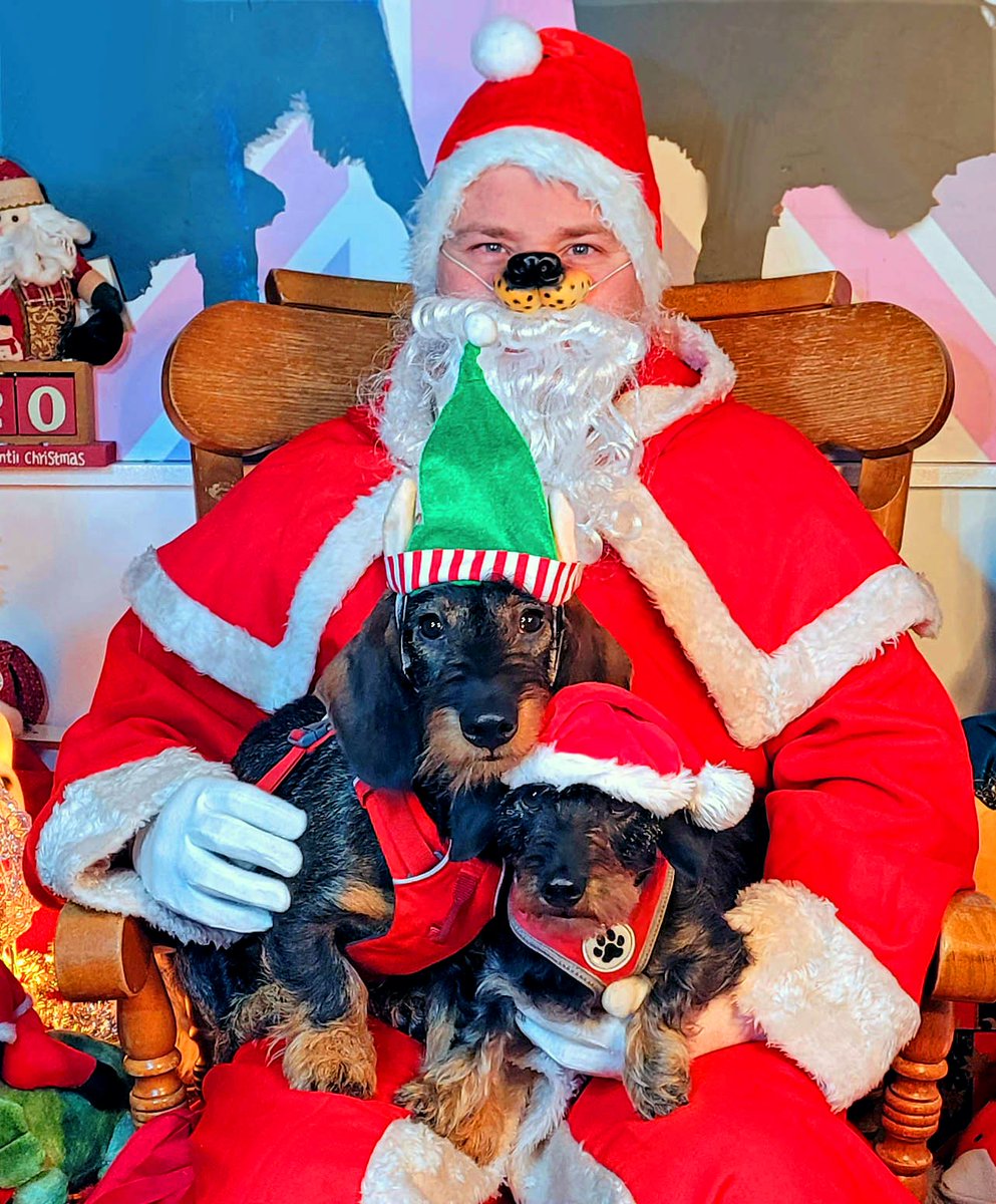 hollyandlil's tweet photo. Meet Snoopy and his older 'sister' Edie. Edie has #beenthereseenitdonethat but it's a #wholenewWorld to the SnoopStar! But he took #SantaPaws in his stride, they are our Day 17... so this is #Christmas Dogs at Holly&Lil of course. #Christmas2021 #christmasgift #dog https://t.co/zfCWc1401k