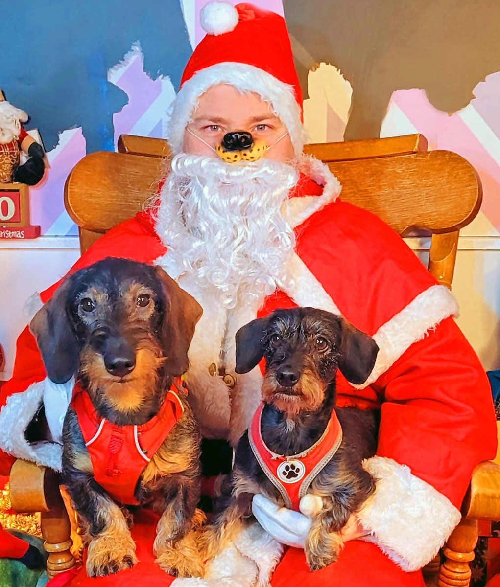 hollyandlil's tweet photo. Meet Snoopy and his older 'sister' Edie. Edie has #beenthereseenitdonethat but it's a #wholenewWorld to the SnoopStar! But he took #SantaPaws in his stride, they are our Day 17... so this is #Christmas Dogs at Holly&Lil of course. #Christmas2021 #christmasgift #dog https://t.co/zfCWc1401k