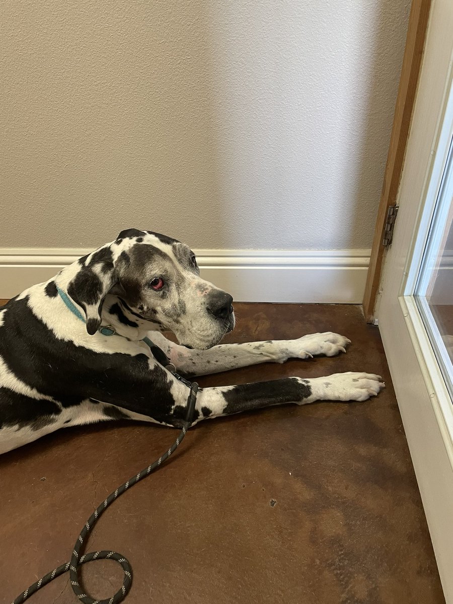 RBurger365's tweet photo. Harlow is patiently waiting to see Dr. T for his crummy ears #greatdane #dogs #dogsoftwitter #vettime https://t.co/MXeZ5nEN5k
