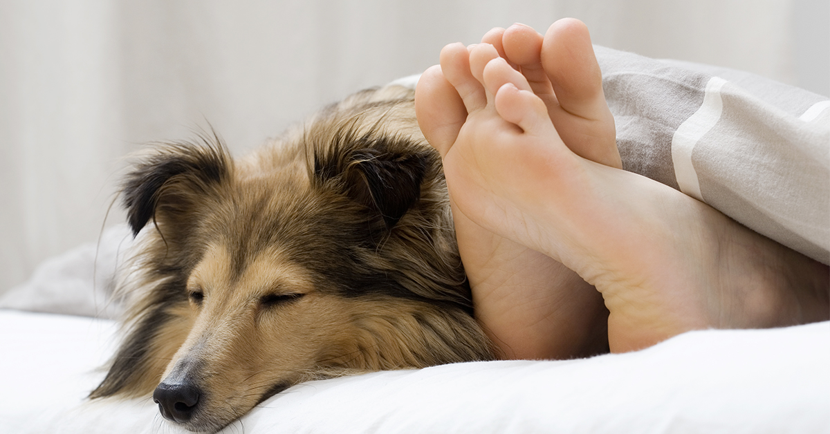 Does "Dogsomnia" keep you up at night? Author and New York Times columnist, Tara Parker-Pope, chats with Festival Founder, <a href="/traciehotchner/">traciehotchner</a> about how your sleep is affected by dogs in your bed or bedroom ➡️ ow.ly/NX6F50Hhrso