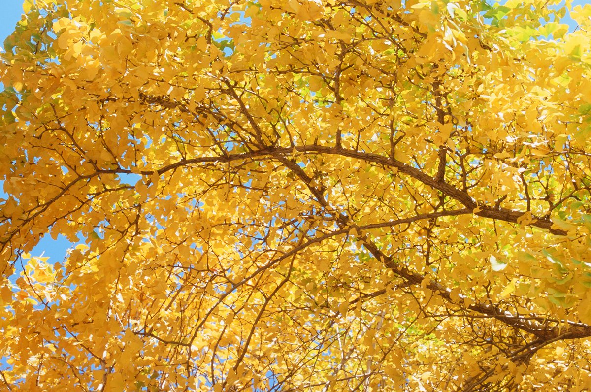 16th_Hirosi's tweet photo. リバーサルフィルムすごーい!色きれい!#FTQL #velvia100 https://t.co/zbA4VT1835