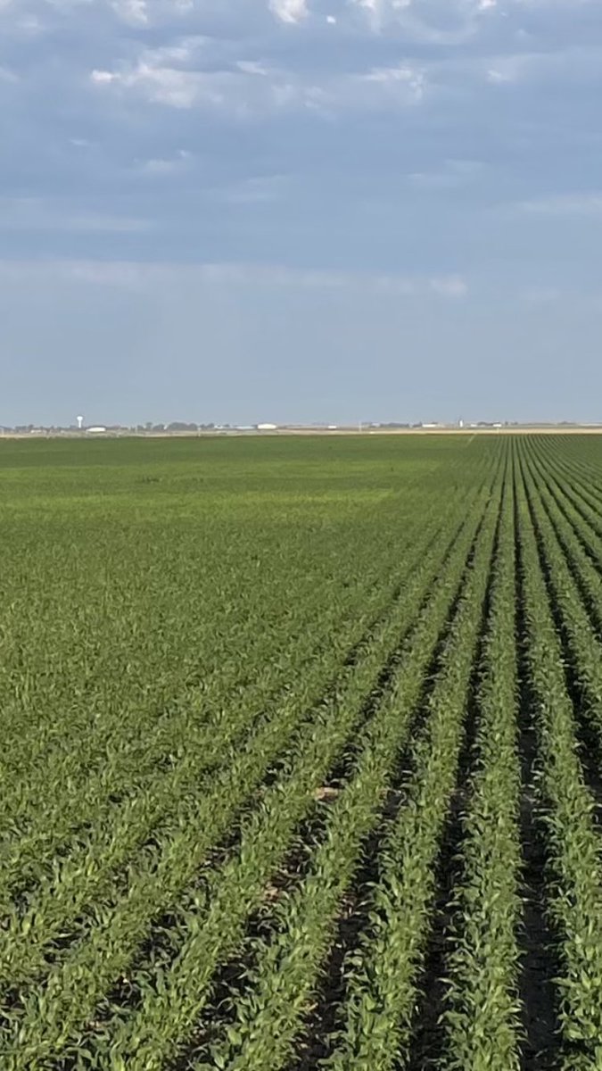 JonathanDansel's tweet photo. How it started VS how it’s going😎 Congrats @winsomefarms & @Kansasfarmgirl1!! Impressive field averages & NSG entry...thank you for allowing #IntegrityAg to be a small part of your success. #YieldGOLD #MicroMend #StripeOUTzinc #Nanozyme ...Custom, affordable plans that work https://t.co/dX7YxkQHli