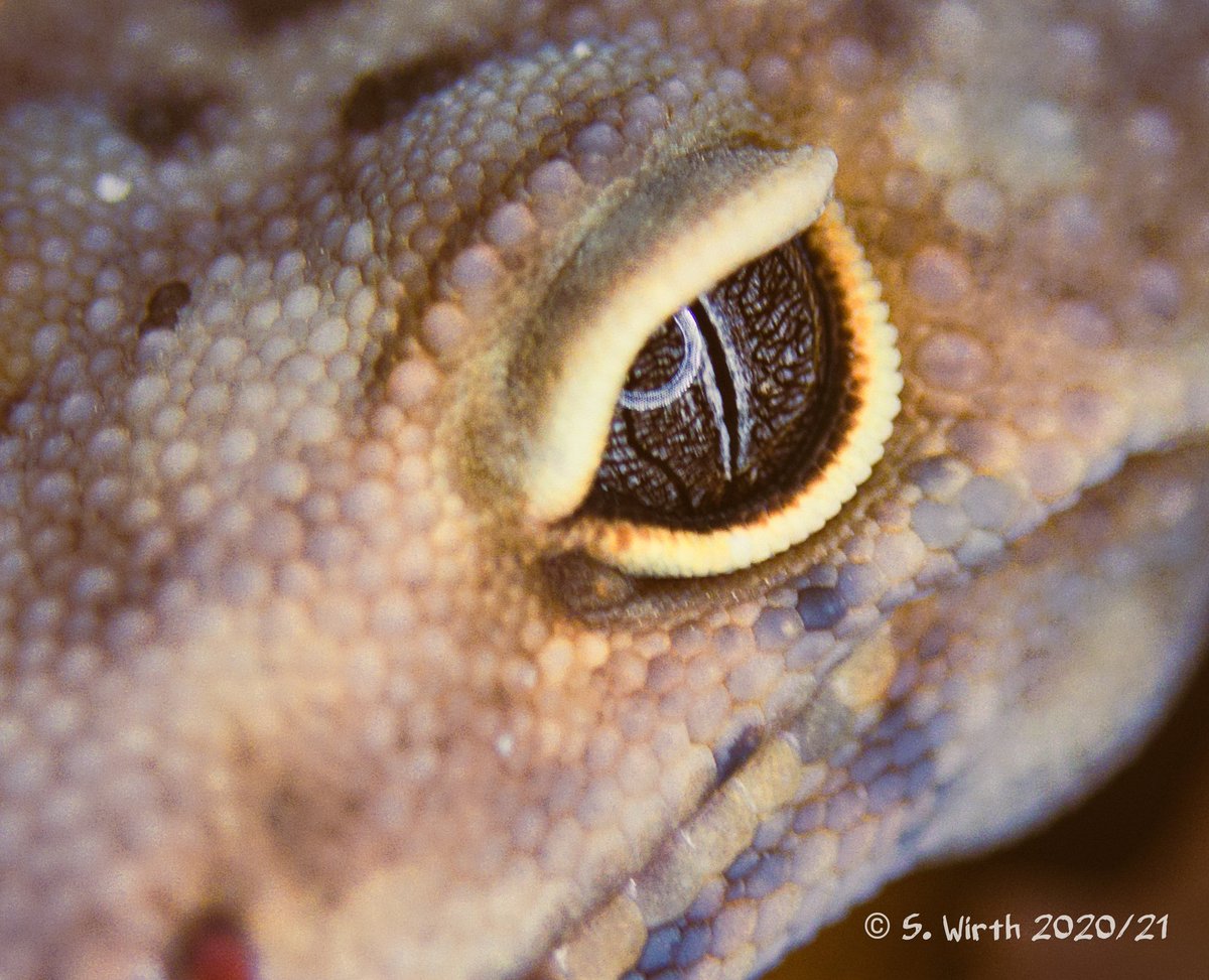 wirthstef's tweet photo. The #leopard #gecko #Eublepharis #macularius is member of the clade #Gekkota, but doesn't belong to the "real geckos" Gekkonidae. They lack adhesive #toepads and can close their #eyes moving the lower eyelid against the upper one. ยฉ Stefan F Wirth 2021 #biodiversity #Squamata https://t.co/W9kzPNSPil