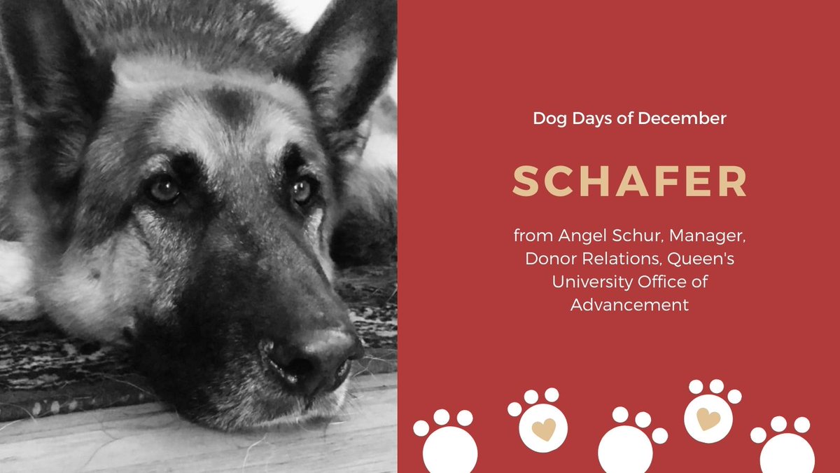 SEAMOKingston's tweet photo. #SEAMODogDaysofDecember Thanks to Angel Schur in the @queensu Office of Advancement for this lovely photo of her dog Schafer! #dogs #dogsofTwitter #pups https://t.co/zt74I7AuHb
