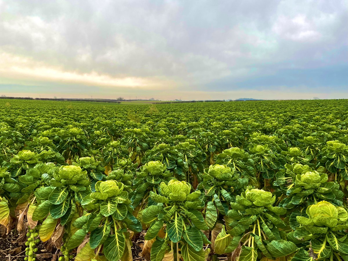 Christmas sprout picking with Dad #Christmas #Sprouts #FieldtoFork