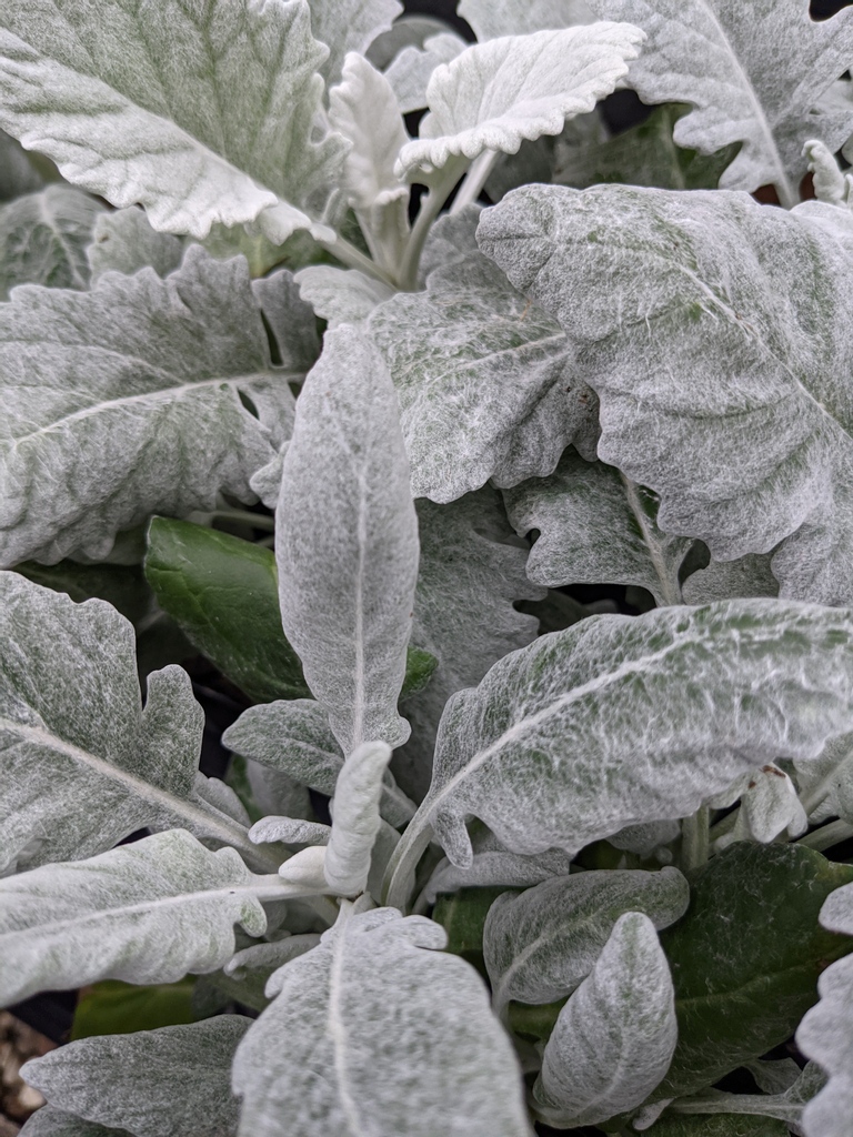 🔔 'tis the last day to shop #TomsThumbNursery! 🔔
Stock up on all your all-natural garden care supplies find that last-minute white elephant gift or timeless decor for many holidays to come. See the specials: tomsthumbnursery.com