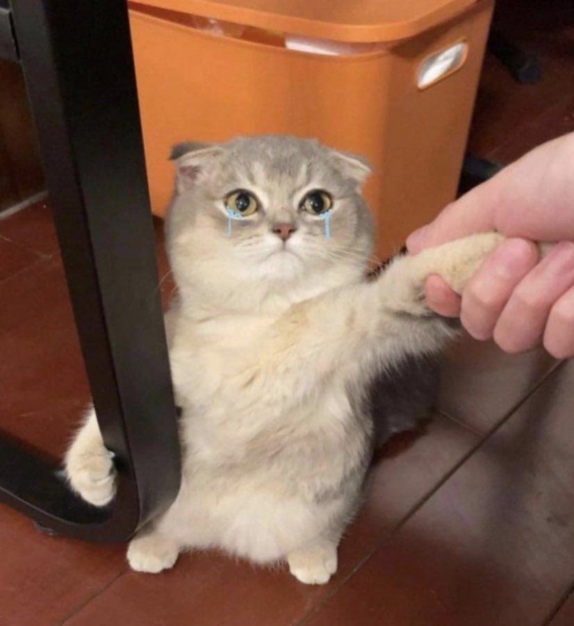 тrіρℓe ʲ ⁺◟✿ อุนยายมิ้วน้อย🐱ˎˊ˗ tweet media